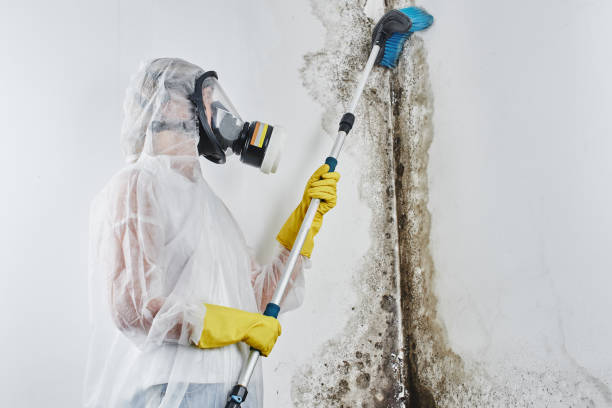 Why You Should Choose Our Mold Remediation Services in Roseville, MI